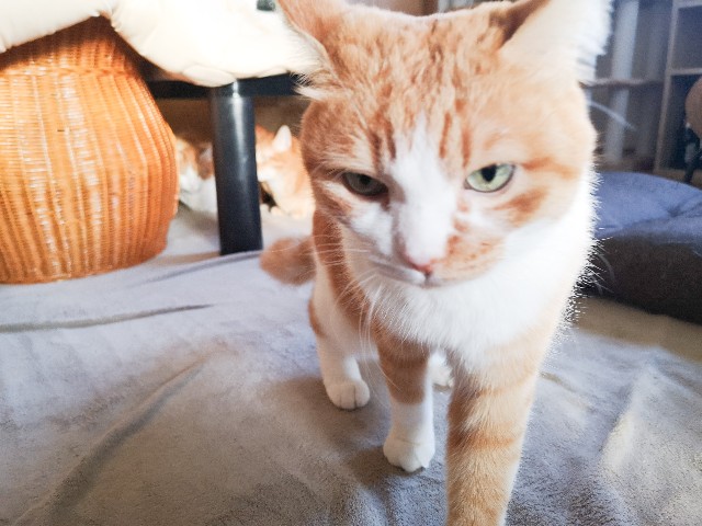 f:id:JuneNNN:20211022120056j:plain