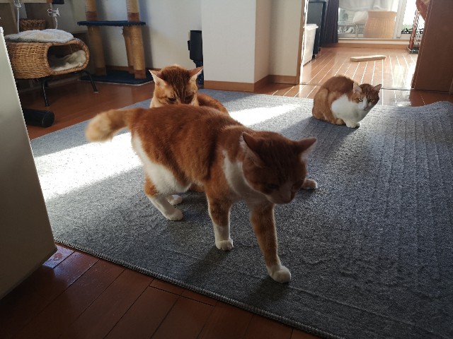 f:id:JuneNNN:20211030124107j:plain