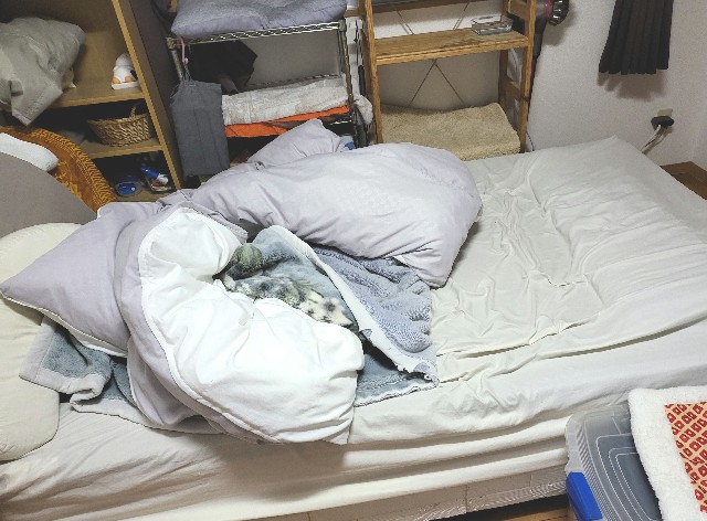 f:id:JuneNNN:20211113123337j:plain