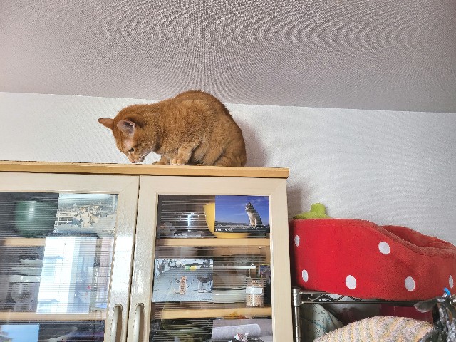 f:id:JuneNNN:20211113123806j:plain