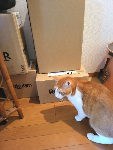 f:id:JuneNNN:20211124112601j:plain