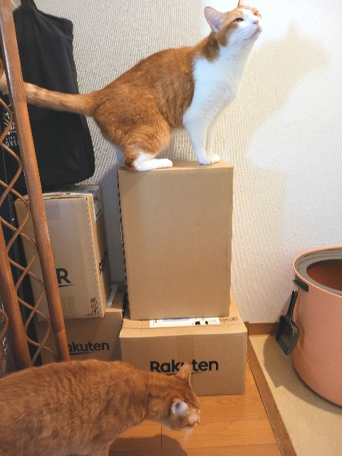 f:id:JuneNNN:20211124112608j:plain