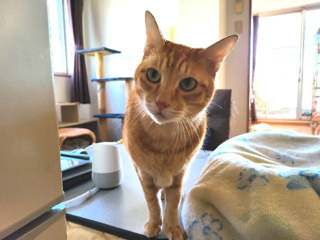 f:id:JuneNNN:20211124112718j:plain