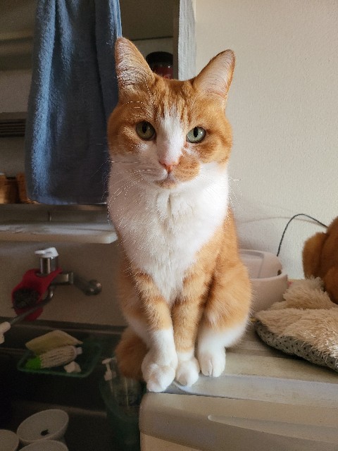 f:id:JuneNNN:20211124140244j:plain