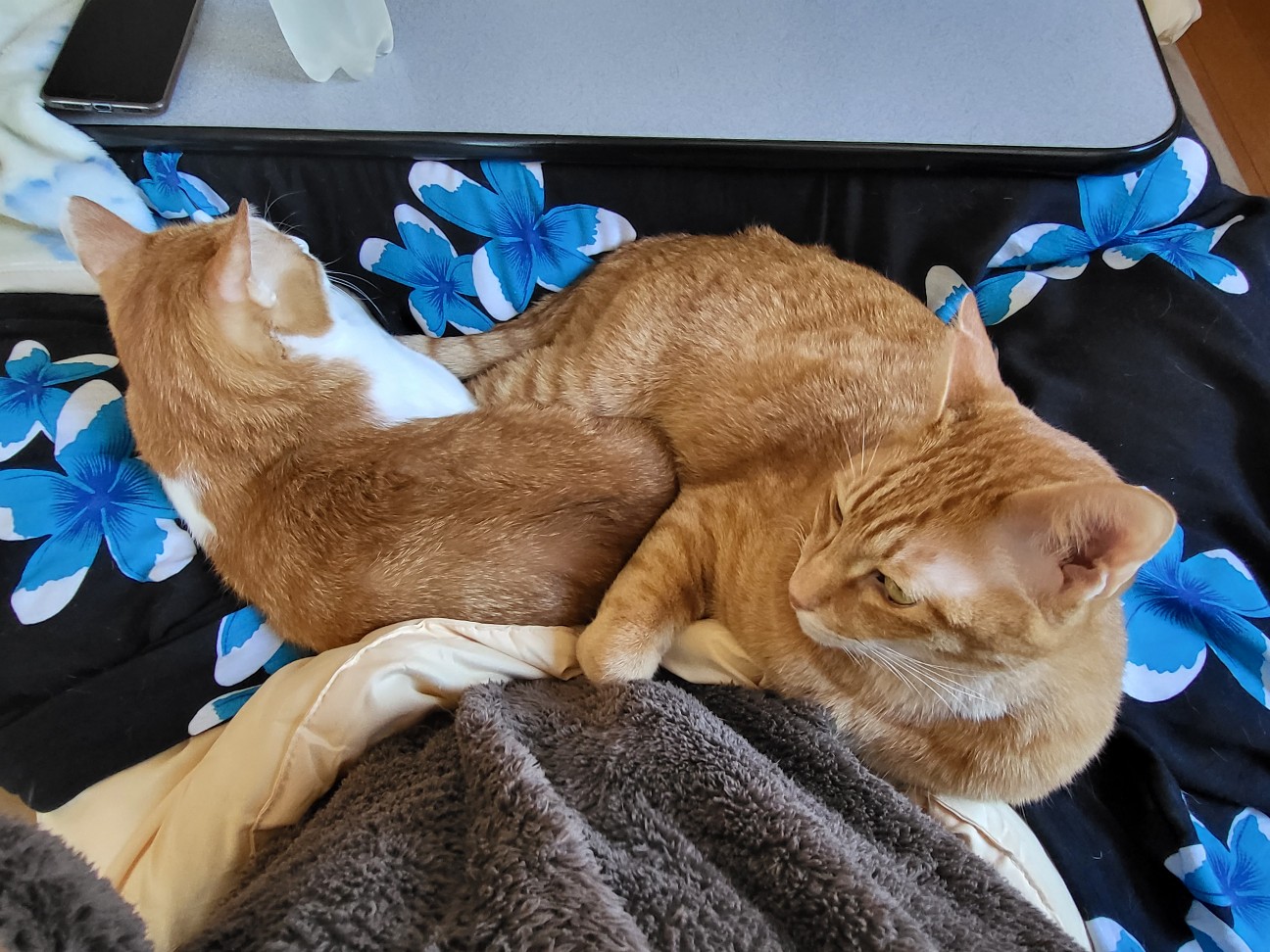 f:id:JuneNNN:20211201114429j:plain