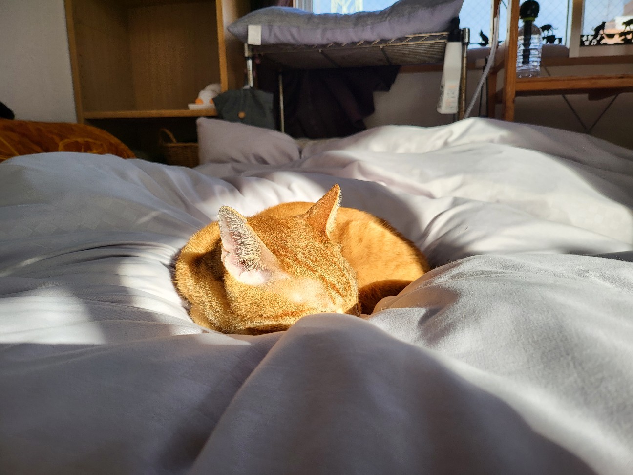 f:id:JuneNNN:20211201114558j:plain