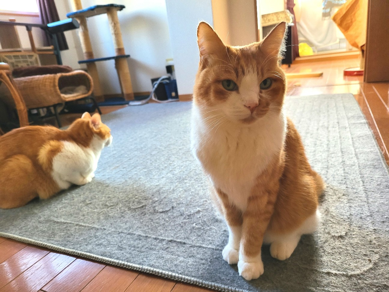 f:id:JuneNNN:20211201114759j:plain