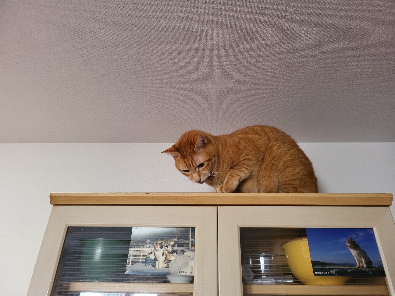 f:id:JuneNNN:20211202110305j:plain