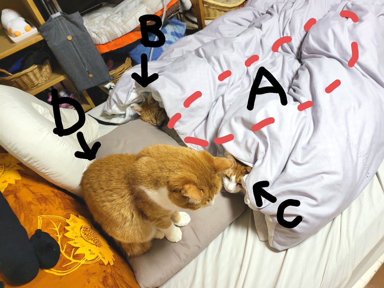 f:id:JuneNNN:20211204112915j:plain