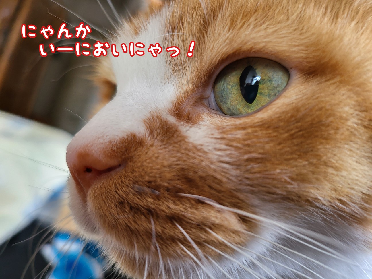 f:id:JuneNNN:20211207151941j:plain