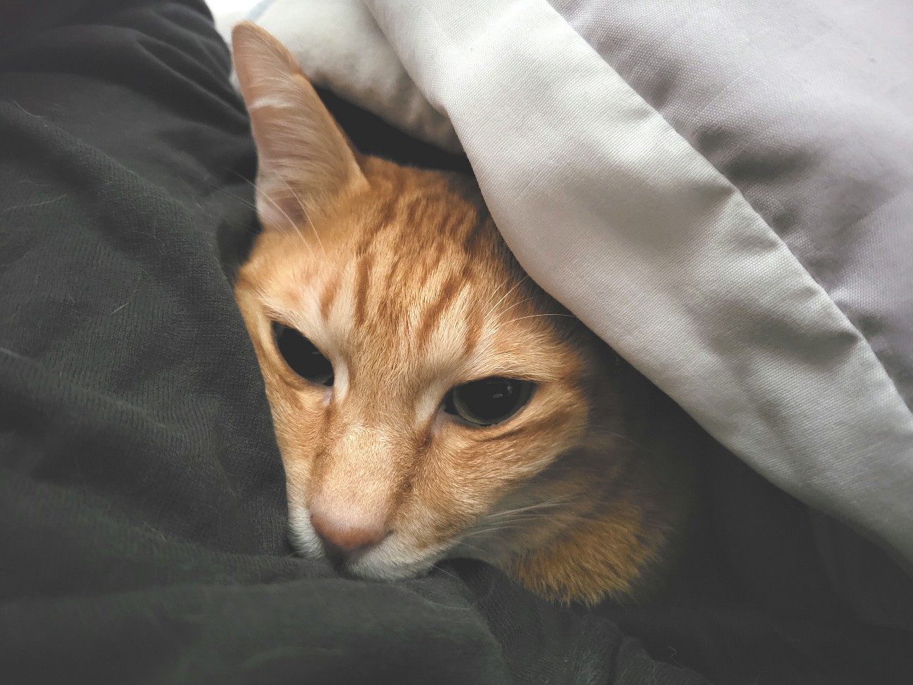 f:id:JuneNNN:20211221105909j:plain