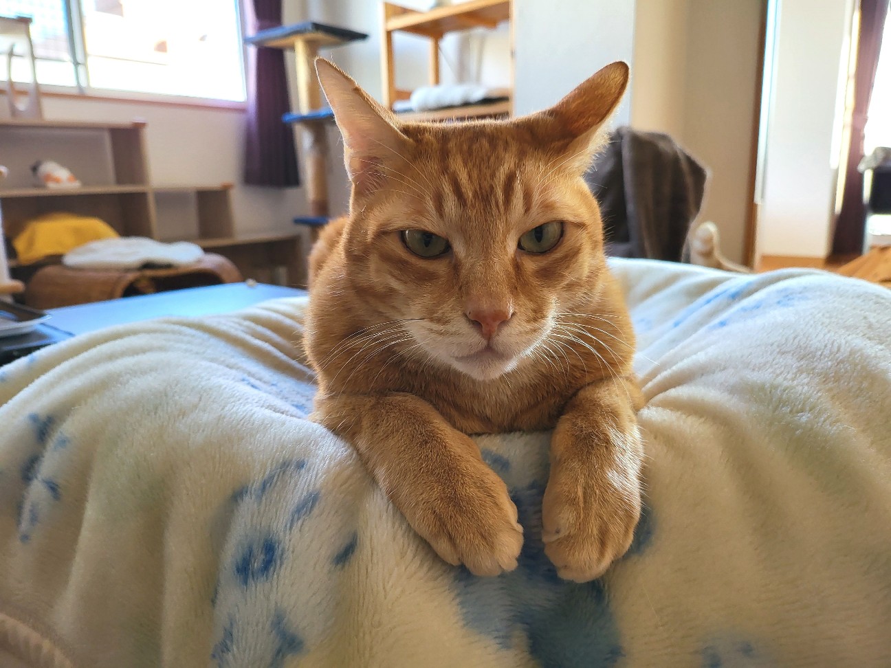 f:id:JuneNNN:20211222141157j:plain