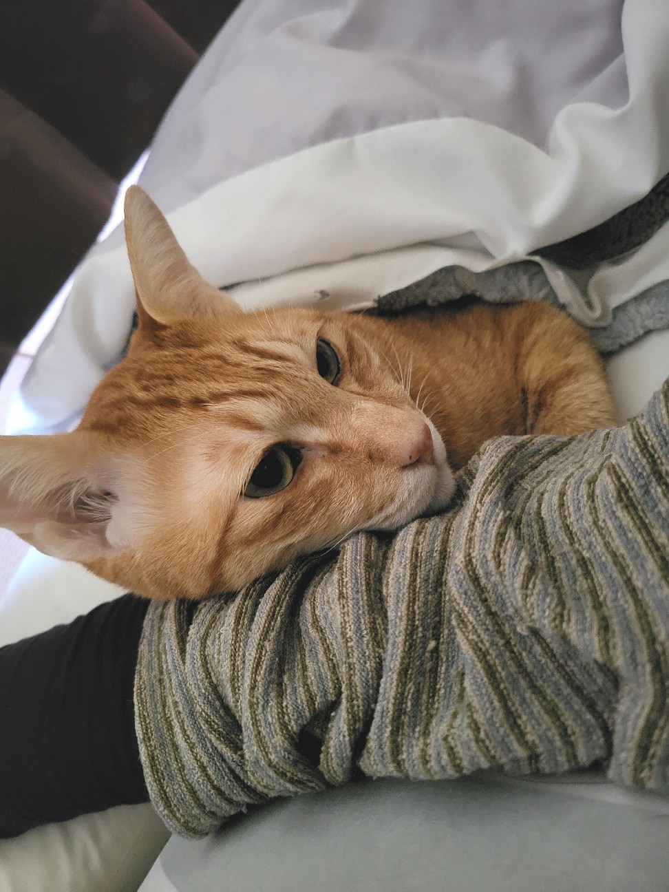 f:id:JuneNNN:20211227120909j:plain