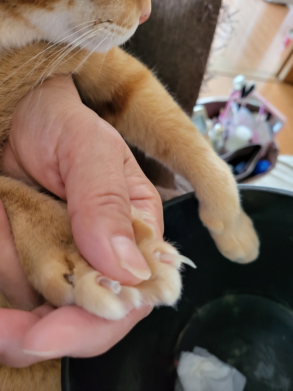 f:id:JuneNNN:20211227120943j:plain