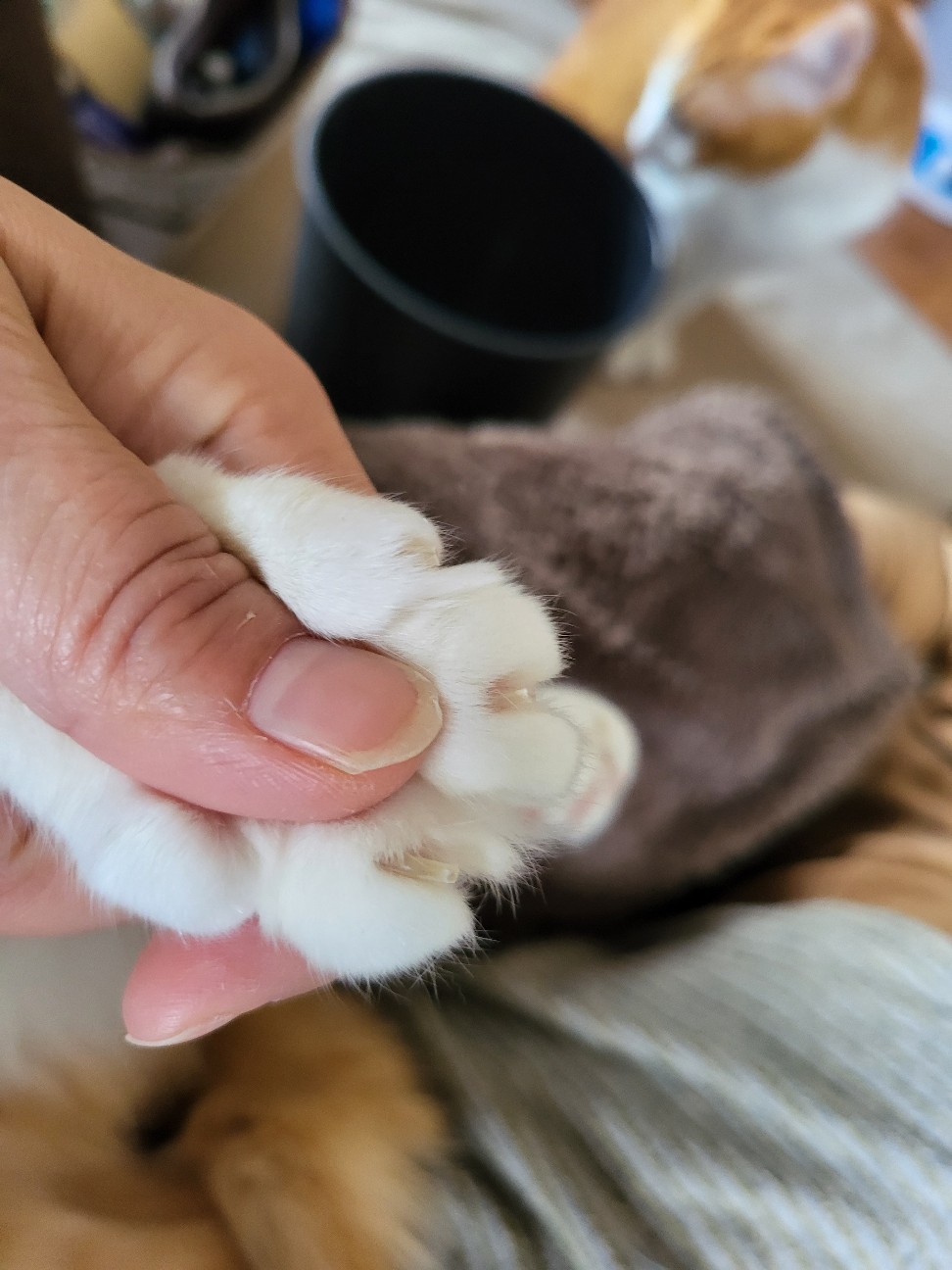 f:id:JuneNNN:20211227121009j:plain