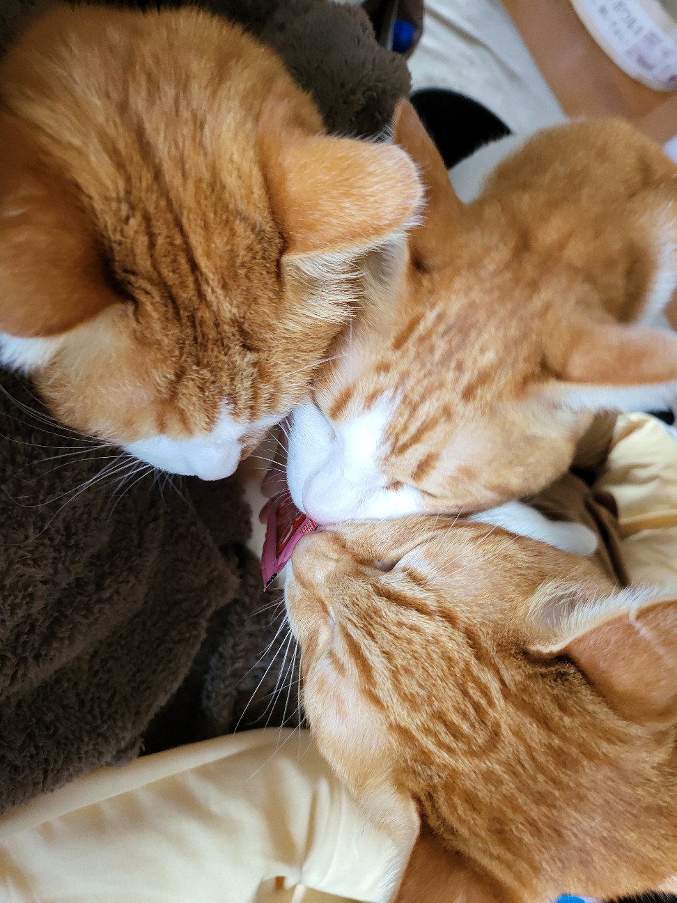 f:id:JuneNNN:20211227121024j:plain