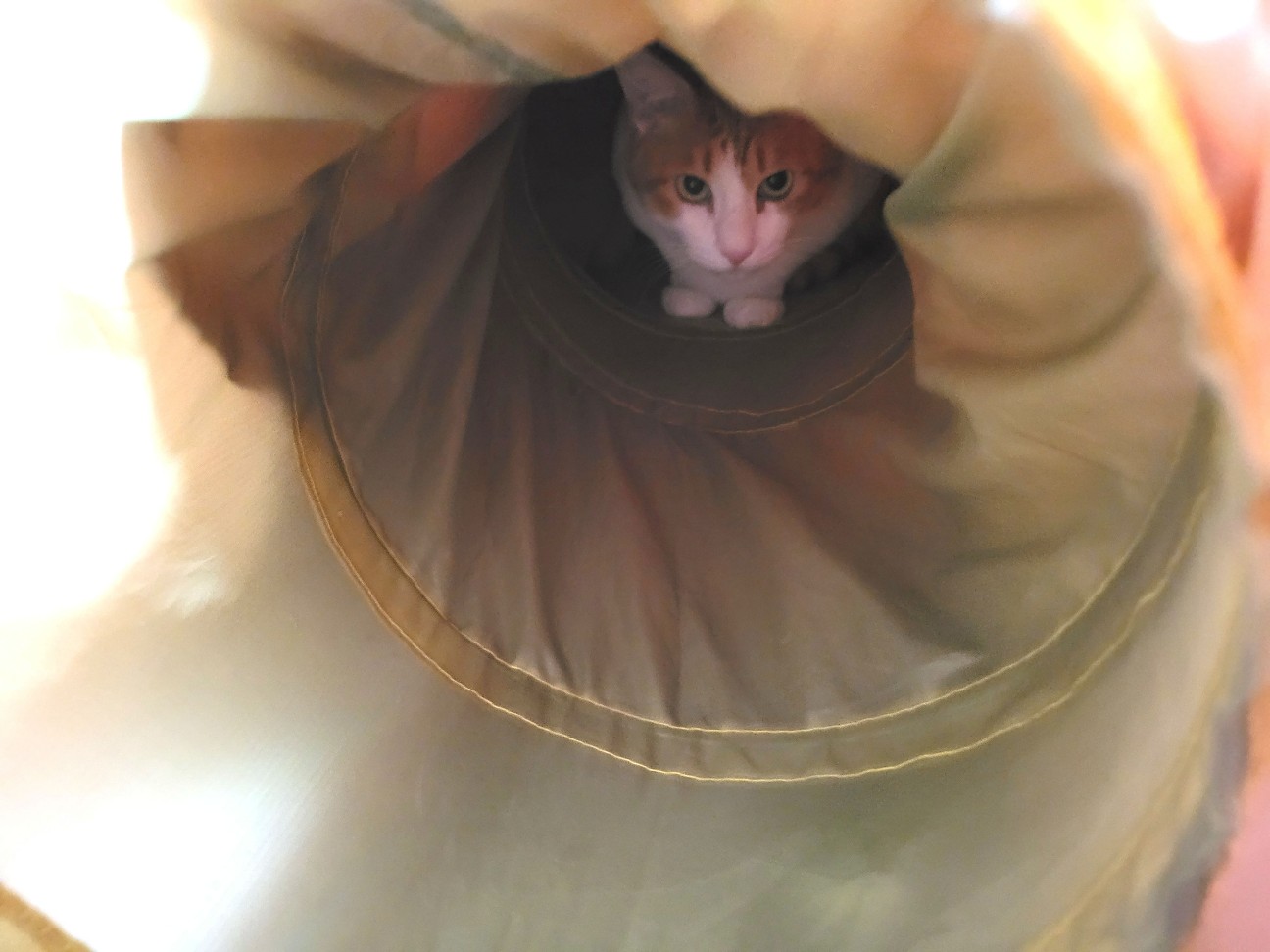 f:id:JuneNNN:20211230115715j:plain