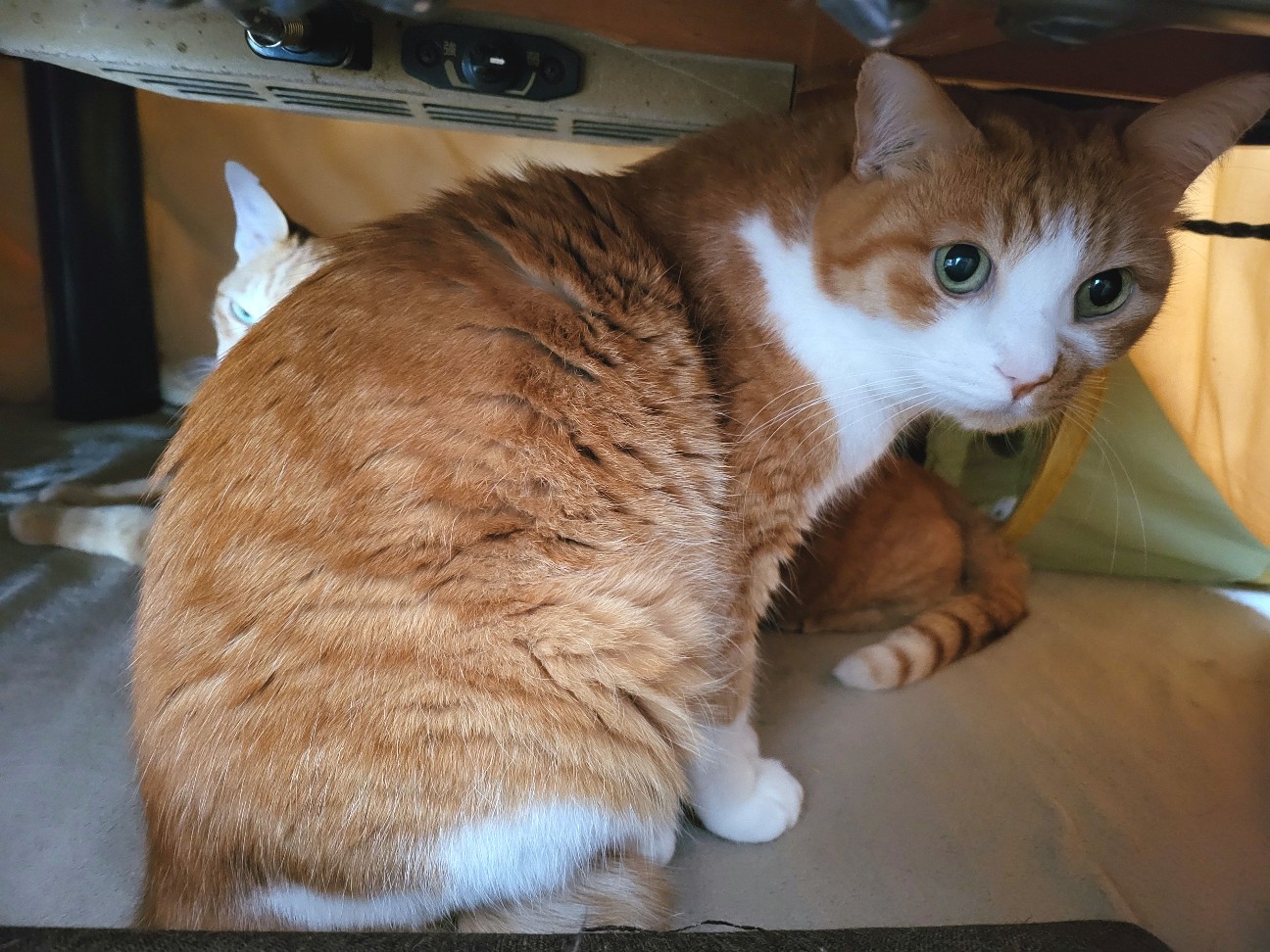 f:id:JuneNNN:20220102123638j:plain