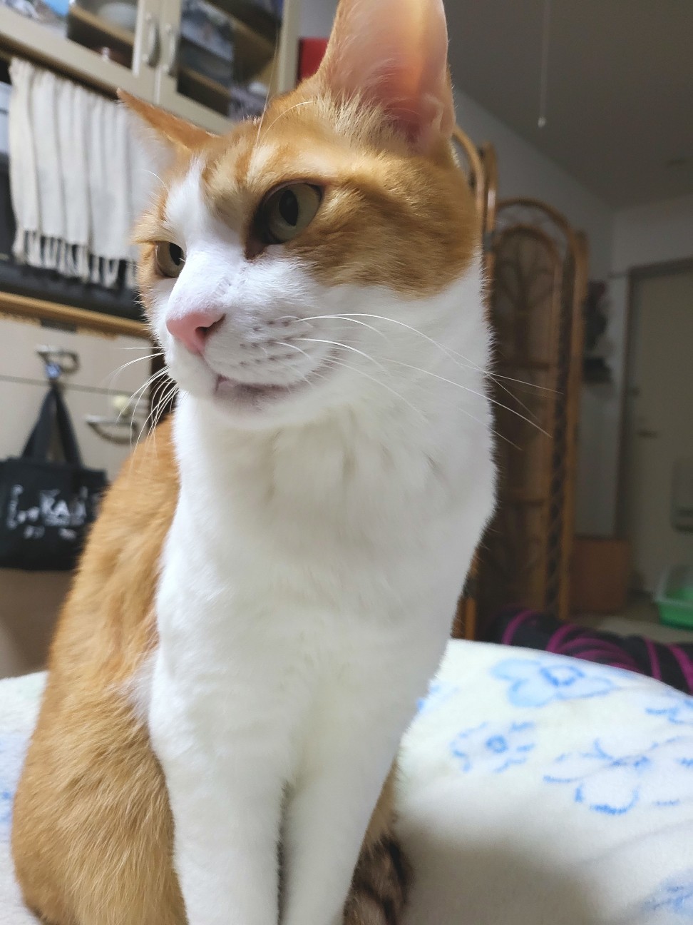 f:id:JuneNNN:20220102123756j:plain