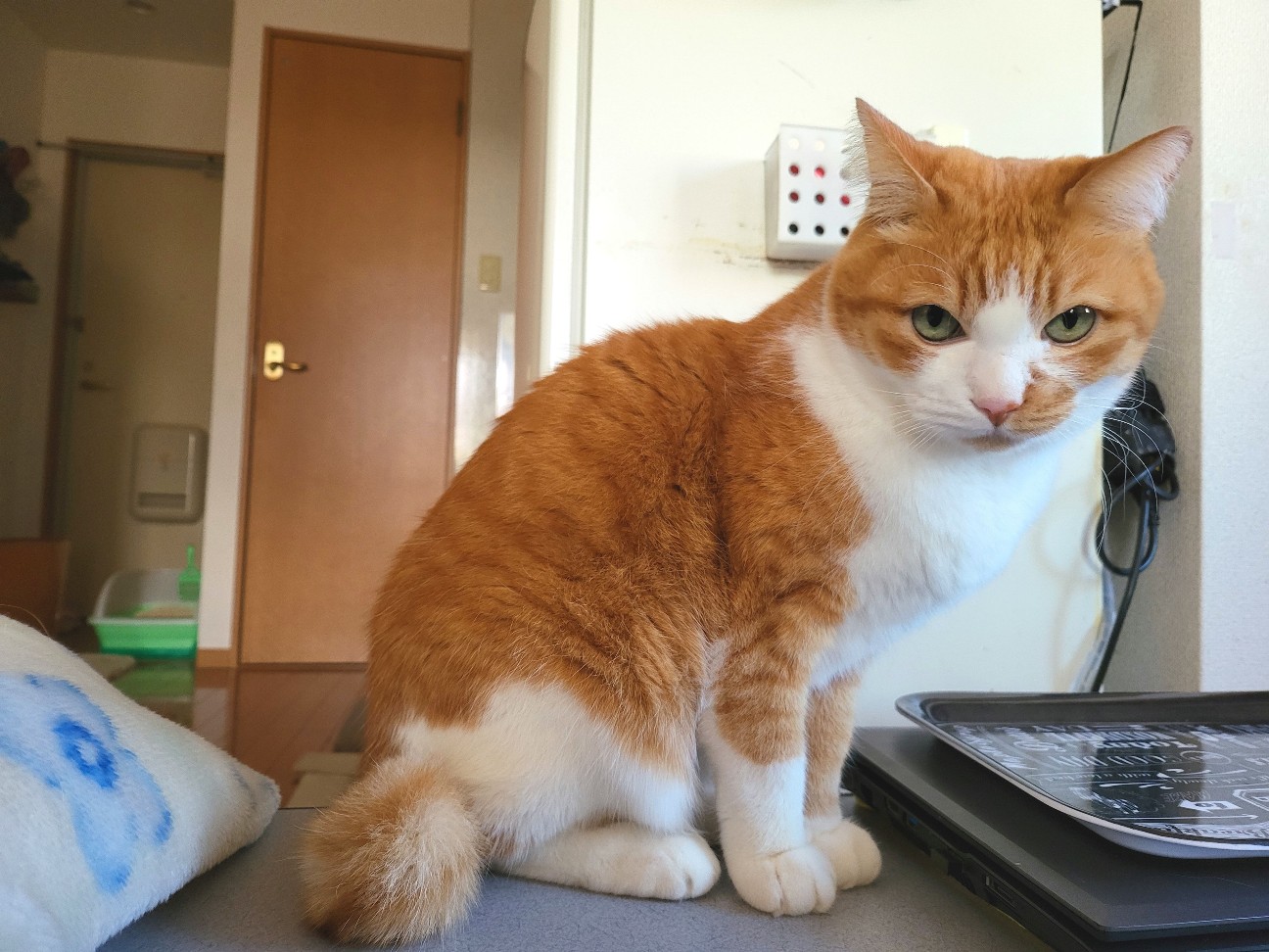 f:id:JuneNNN:20220102123810j:plain