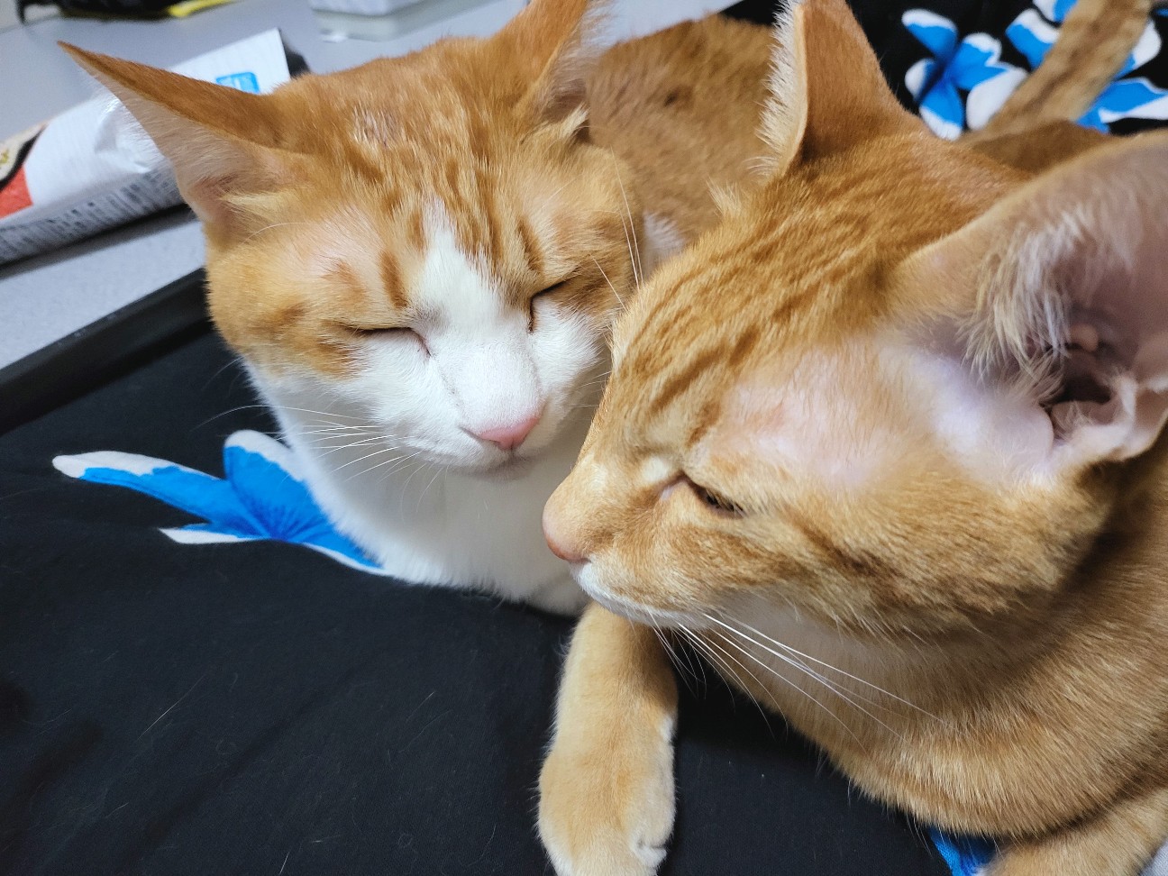 f:id:JuneNNN:20220102123906j:plain