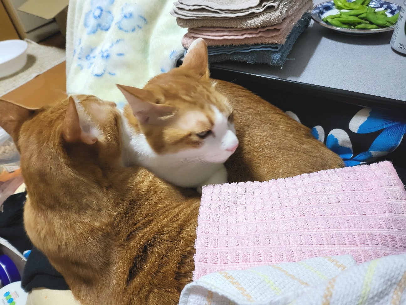 f:id:JuneNNN:20220108143637j:plain