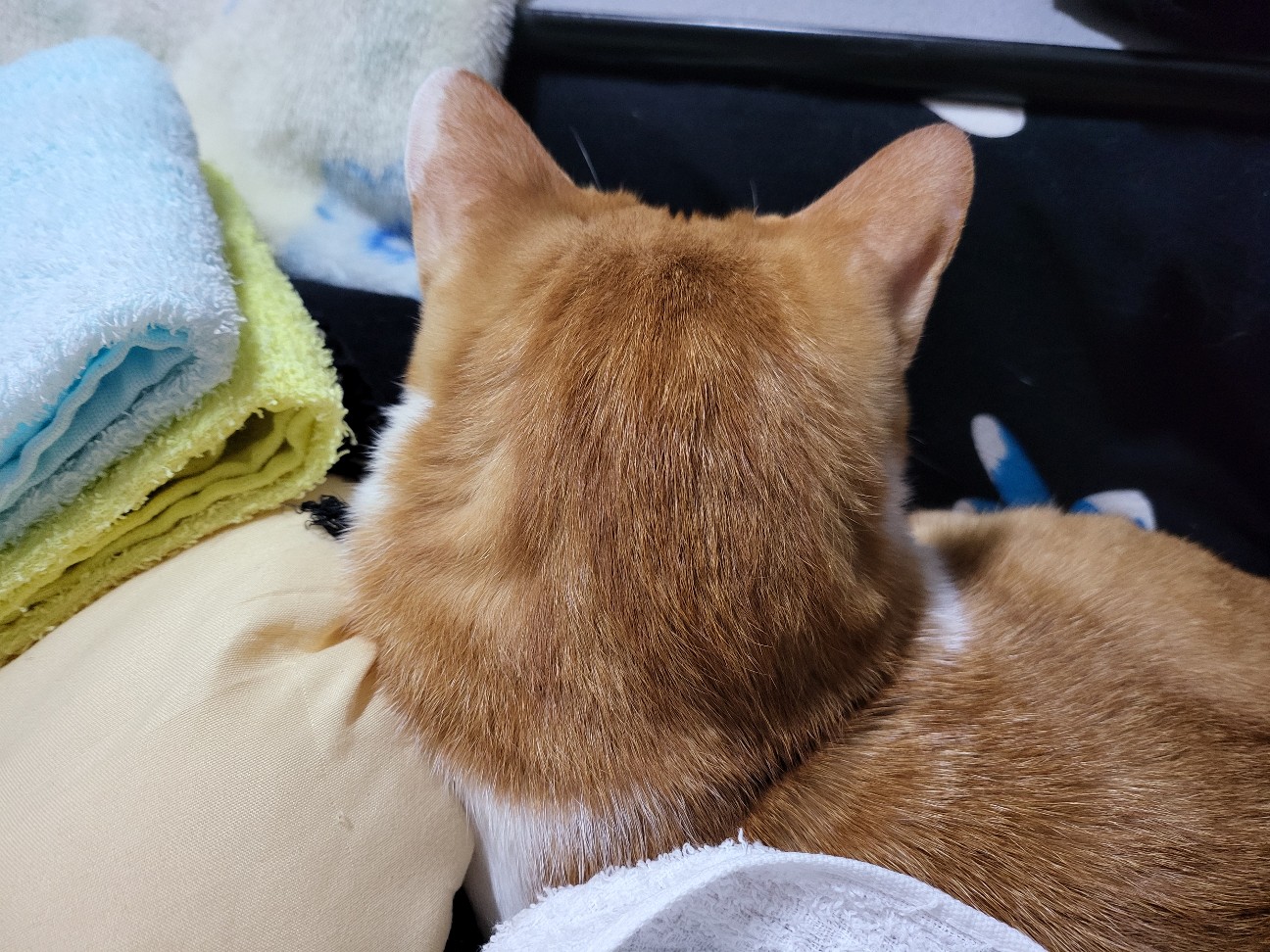 f:id:JuneNNN:20220114122348j:plain