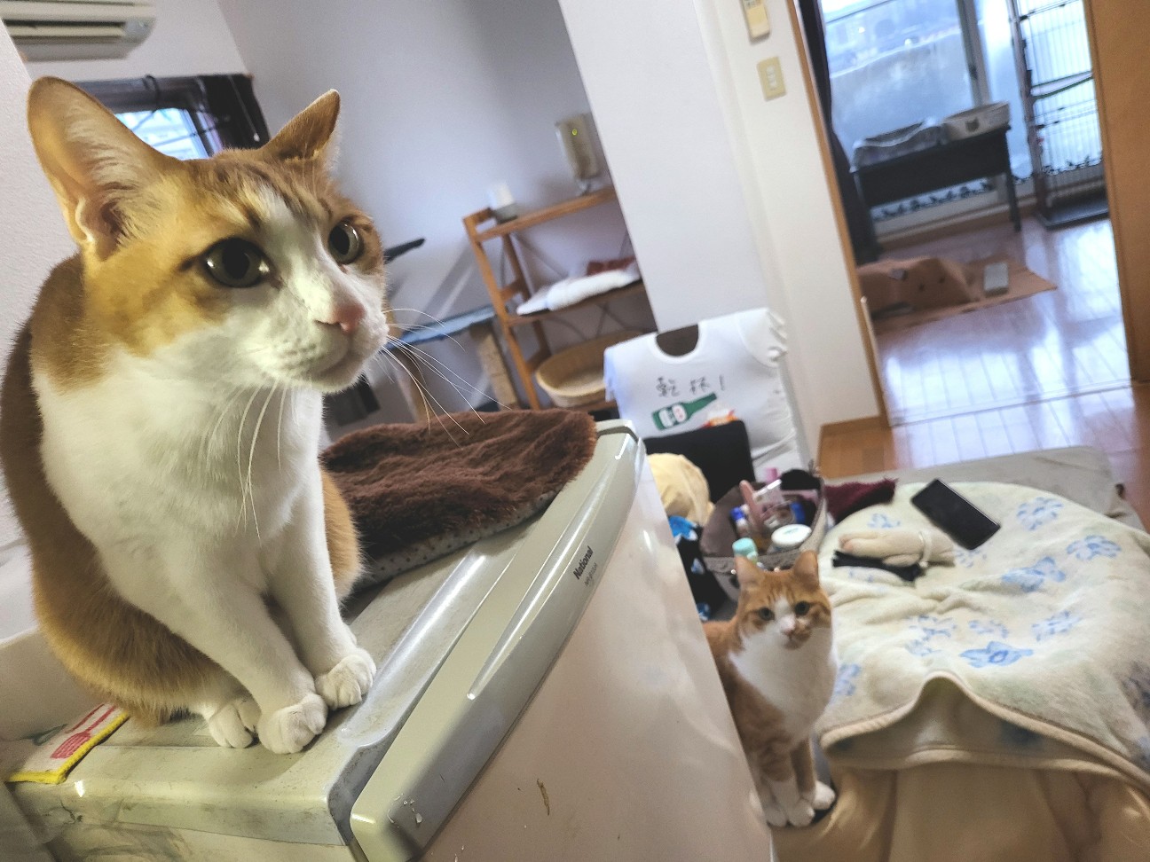 f:id:JuneNNN:20220117090021j:plain