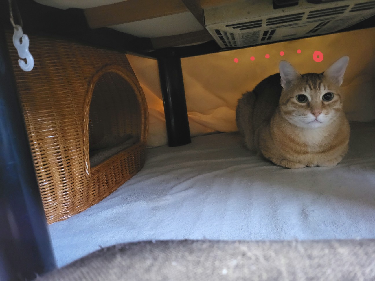 f:id:JuneNNN:20220117090032j:plain