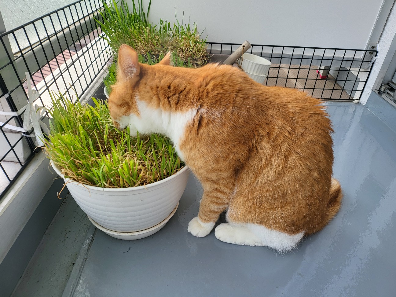 f:id:JuneNNN:20220117114759j:plain