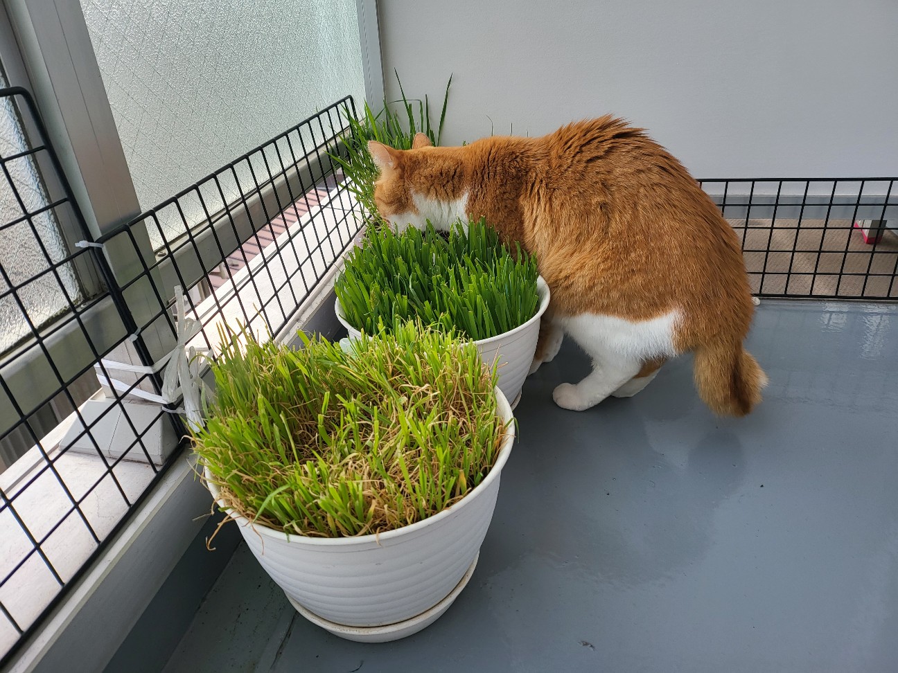 f:id:JuneNNN:20220117114807j:plain