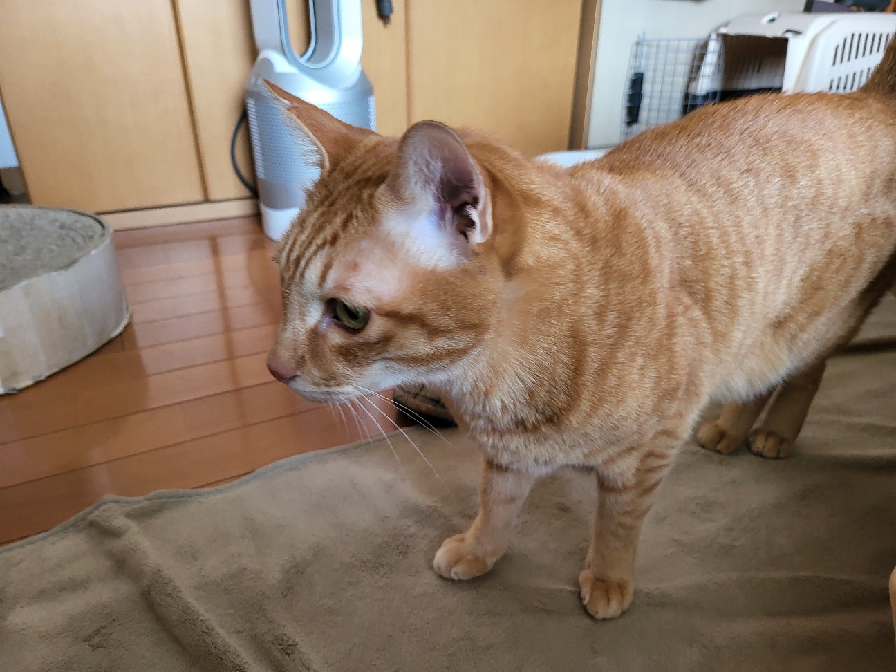 f:id:JuneNNN:20220117115000j:plain