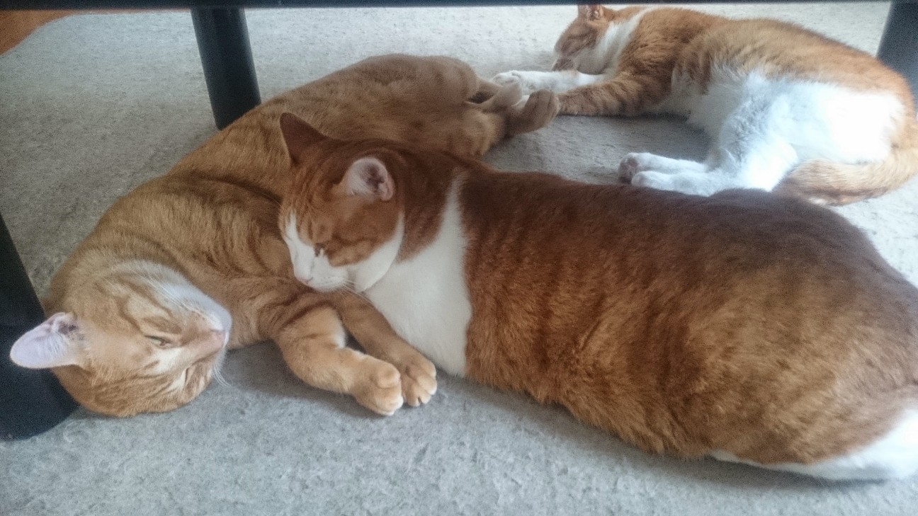 f:id:JuneNNN:20220121132626j:plain