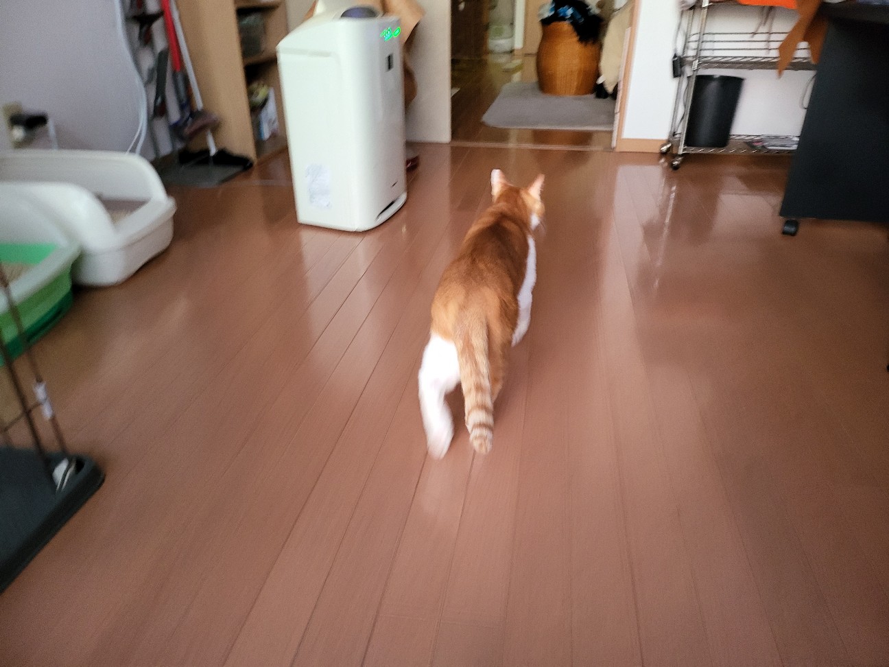 f:id:JuneNNN:20220122114505j:plain