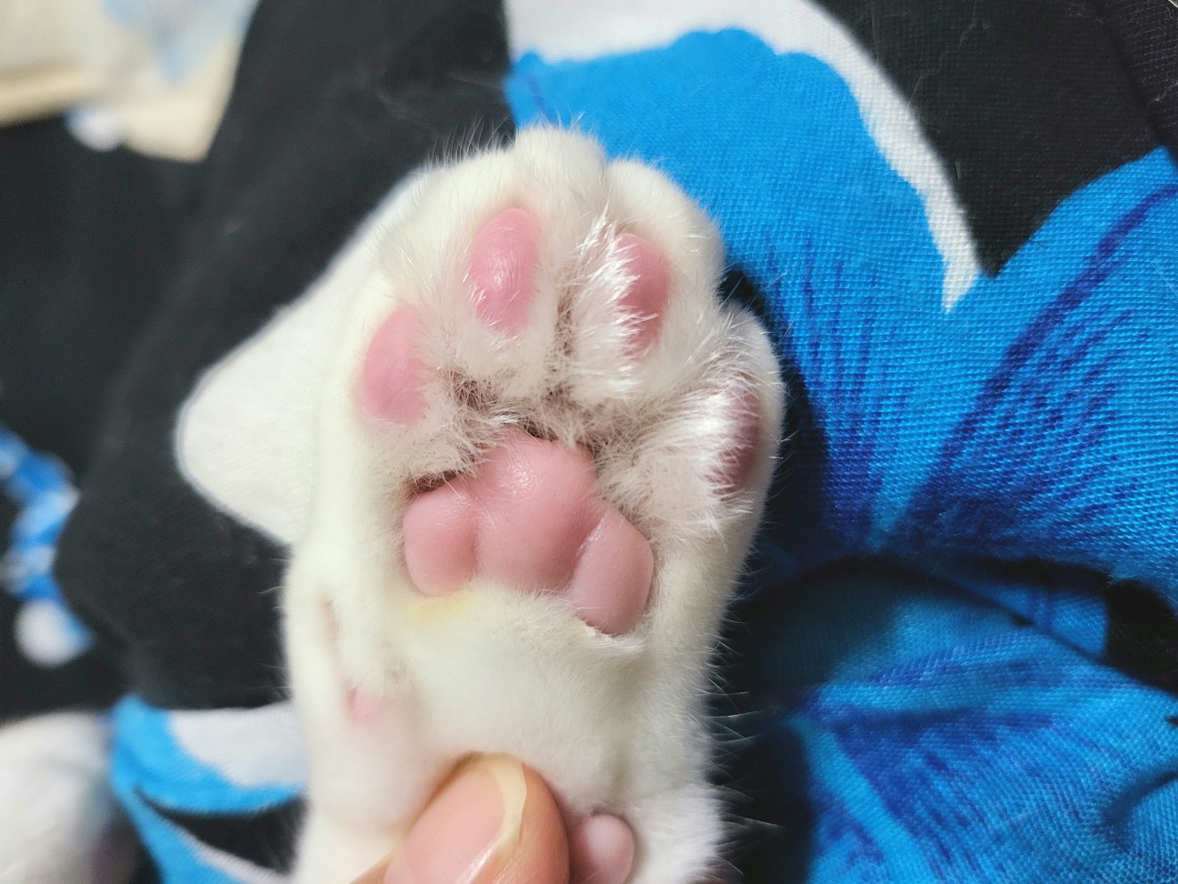 f:id:JuneNNN:20220125142303j:plain