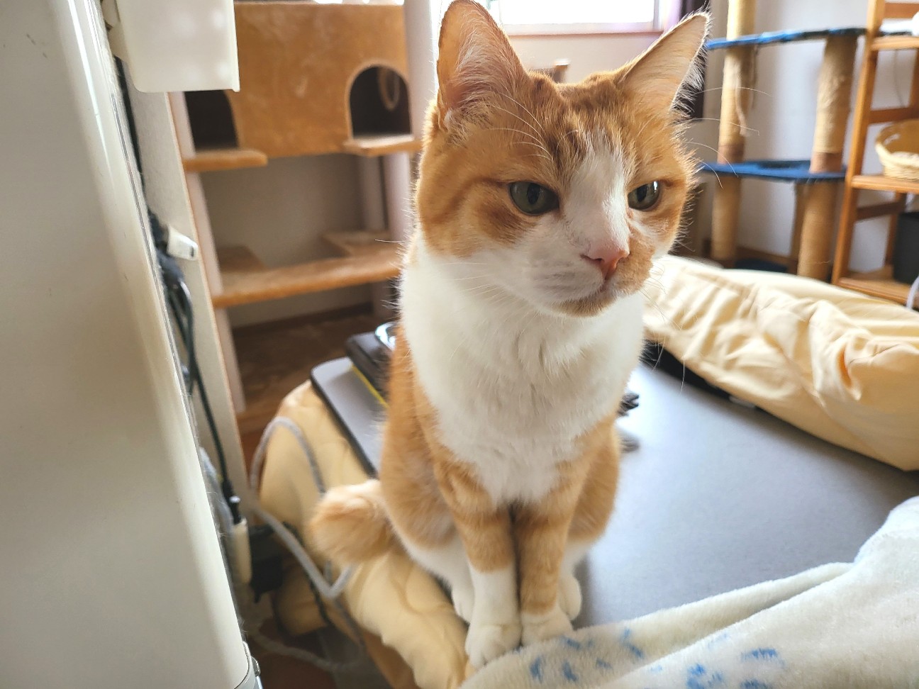 f:id:JuneNNN:20220201114738j:plain