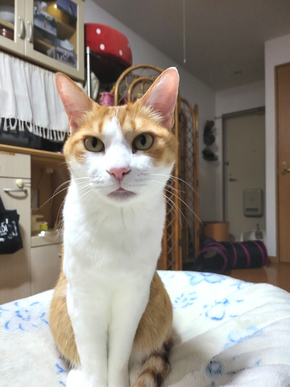 f:id:JuneNNN:20220201114912j:plain