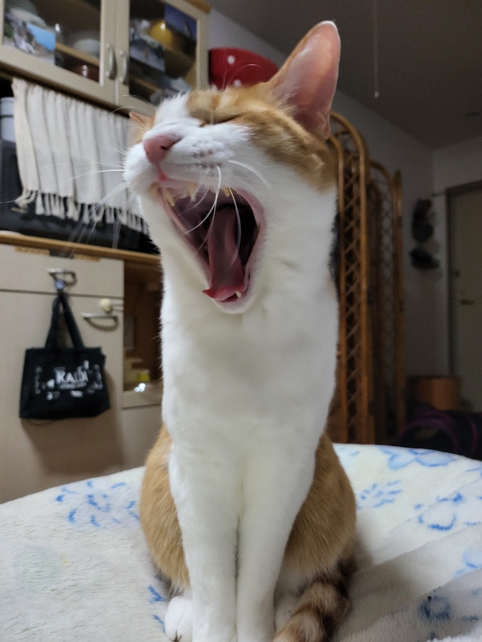 f:id:JuneNNN:20220201114920j:plain