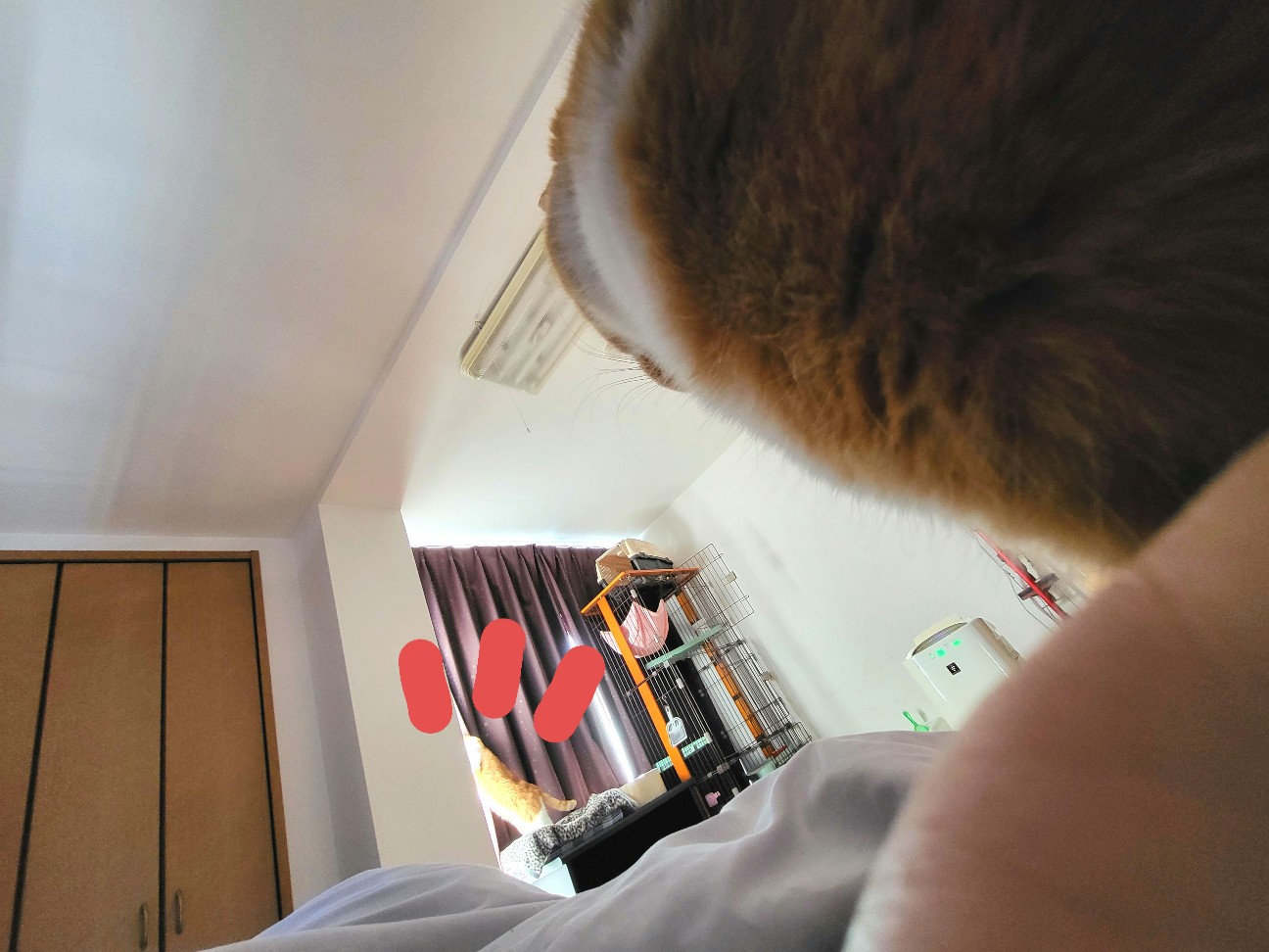 f:id:JuneNNN:20220207111125j:plain