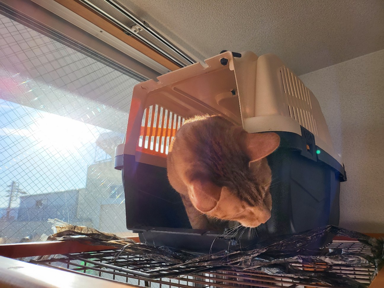 f:id:JuneNNN:20220211143521j:plain