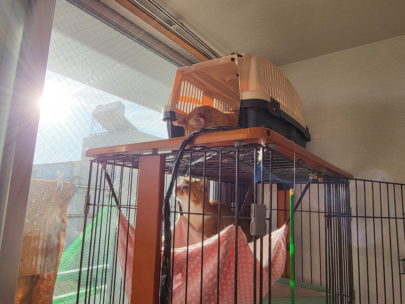 f:id:JuneNNN:20220211143534j:plain