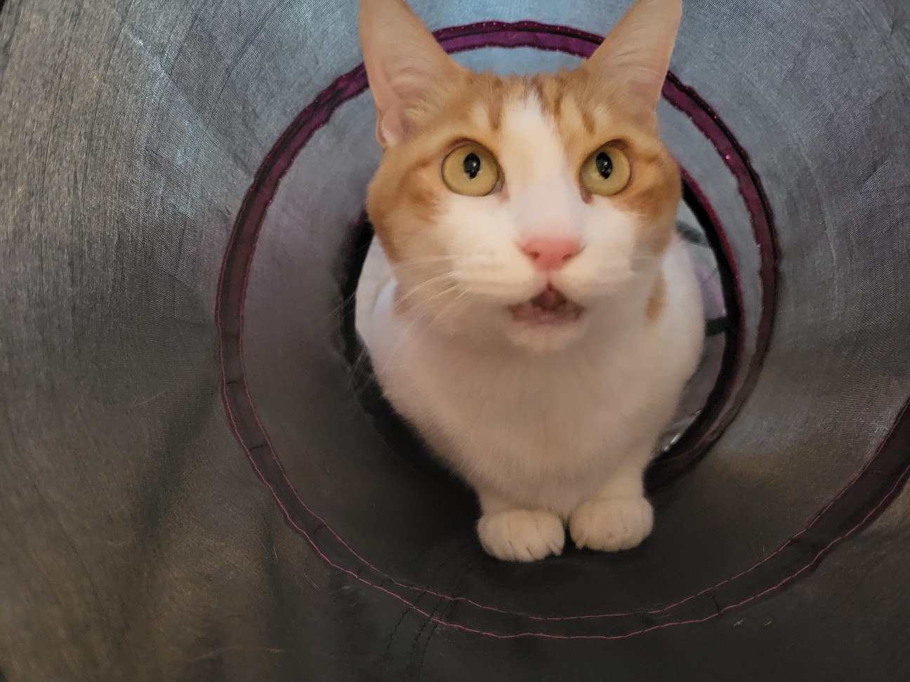 f:id:JuneNNN:20220211143602j:plain