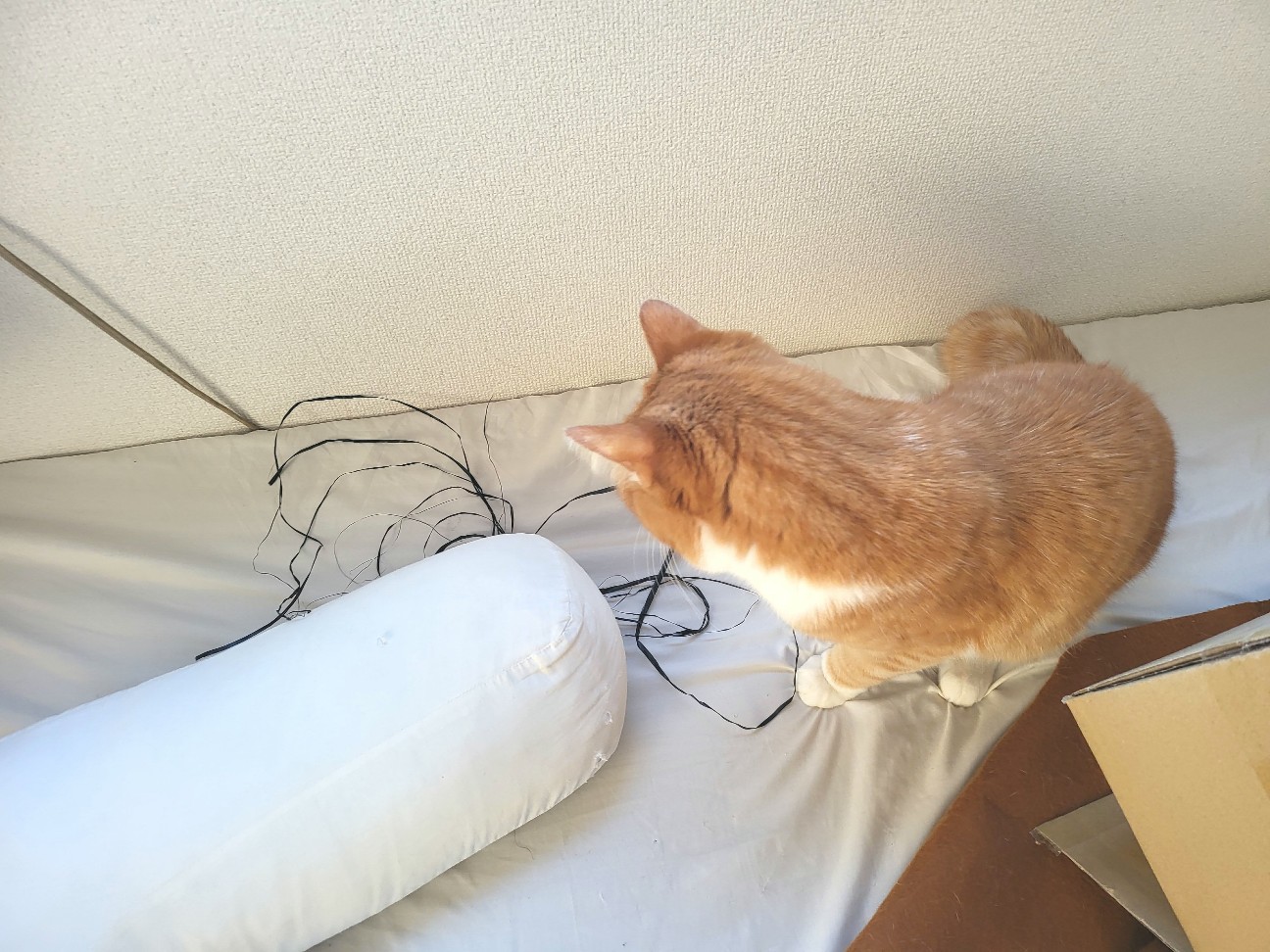 f:id:JuneNNN:20220216131336j:plain