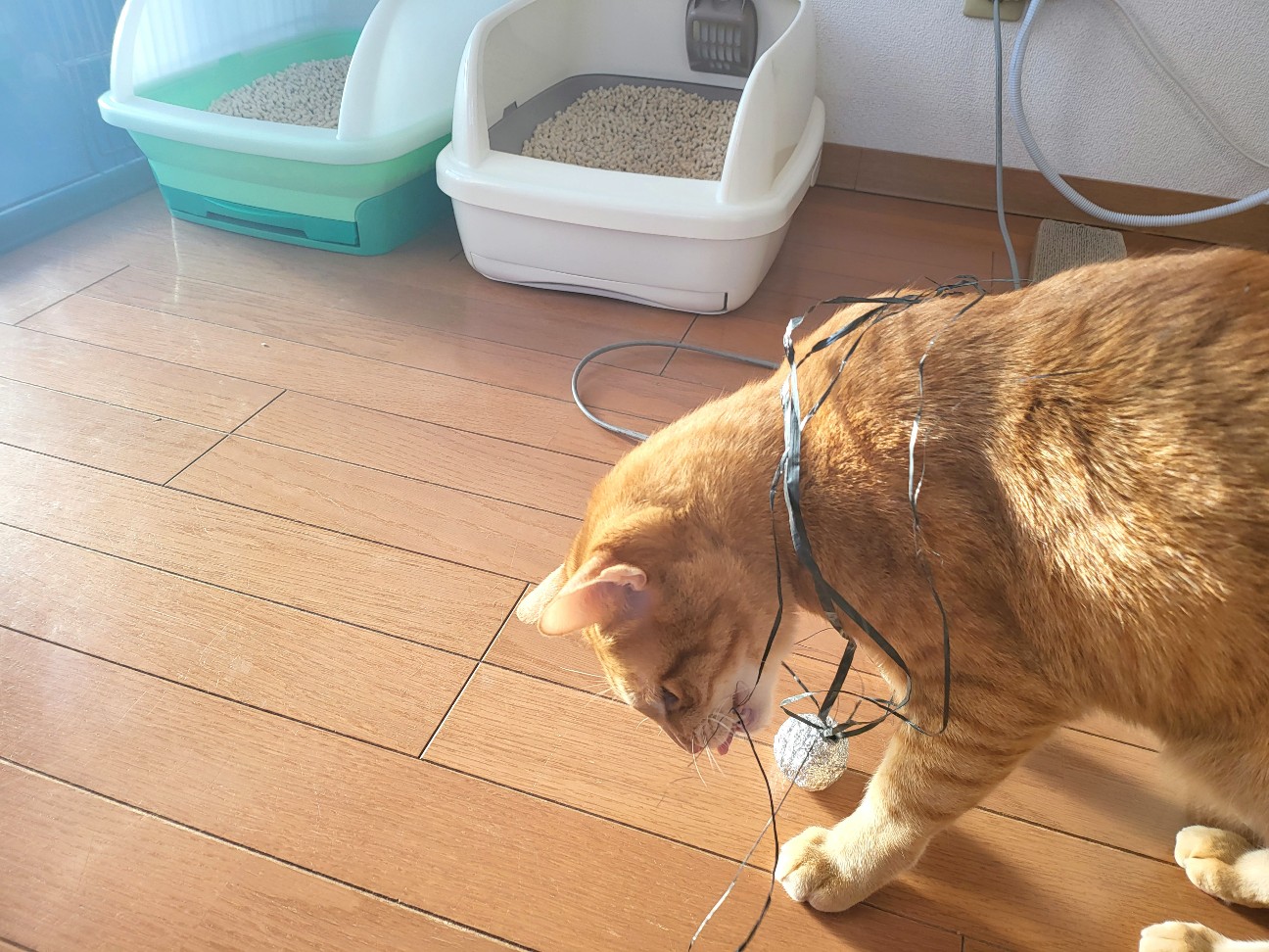 f:id:JuneNNN:20220216131408j:plain