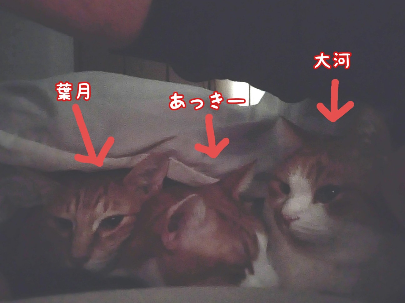 f:id:JuneNNN:20220218133132j:plain