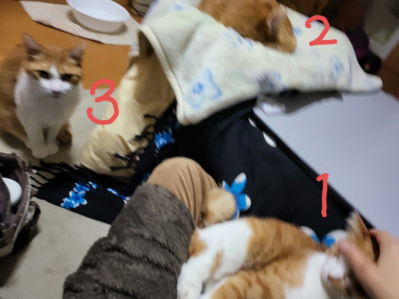 f:id:JuneNNN:20220221090446j:plain