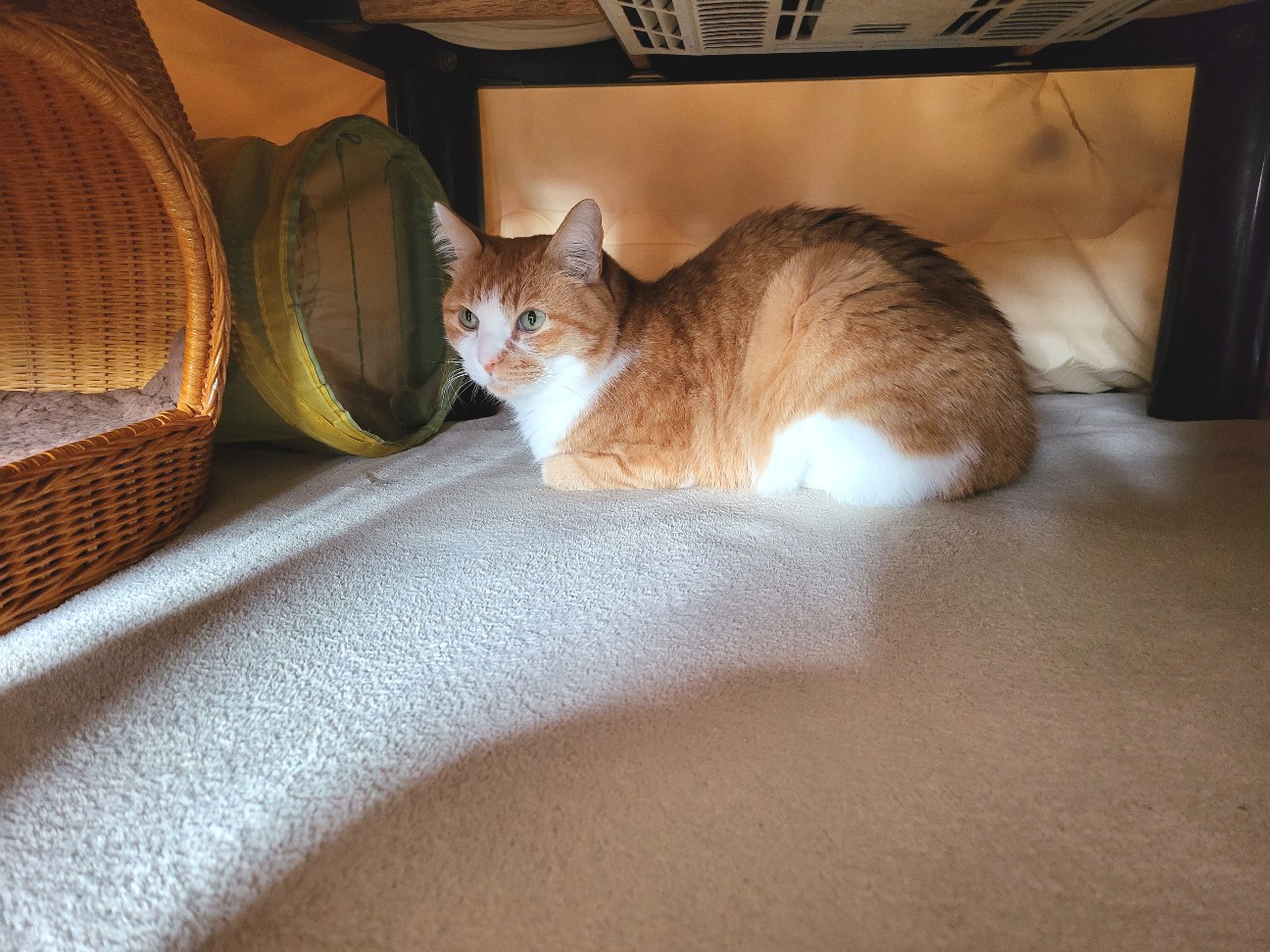 f:id:JuneNNN:20220312111413j:plain