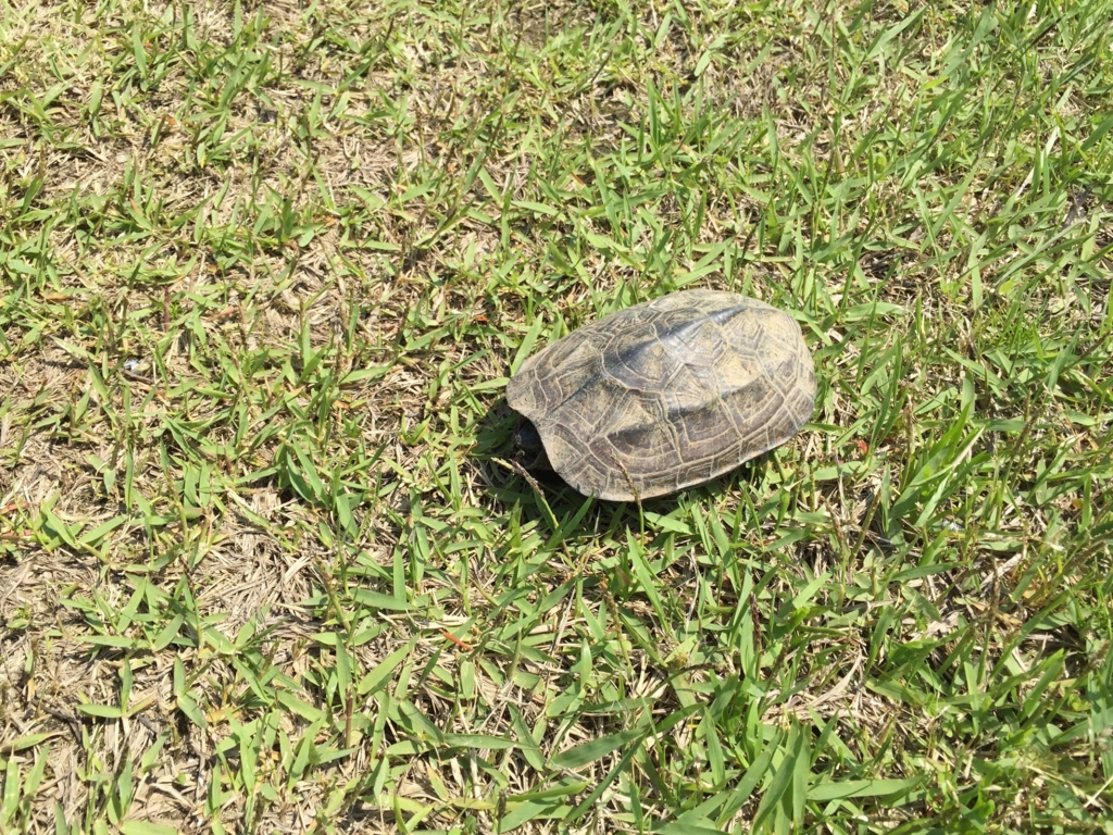 f:id:JunichiIto:20160523052428j:plain