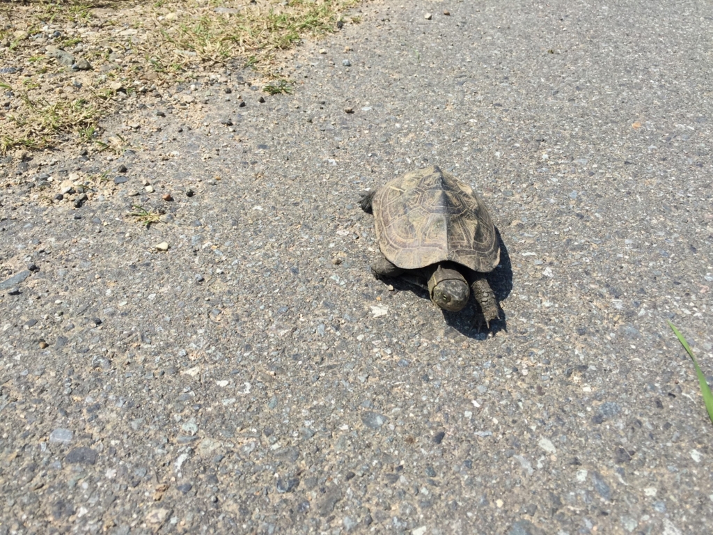 f:id:JunichiIto:20160523052441j:plain