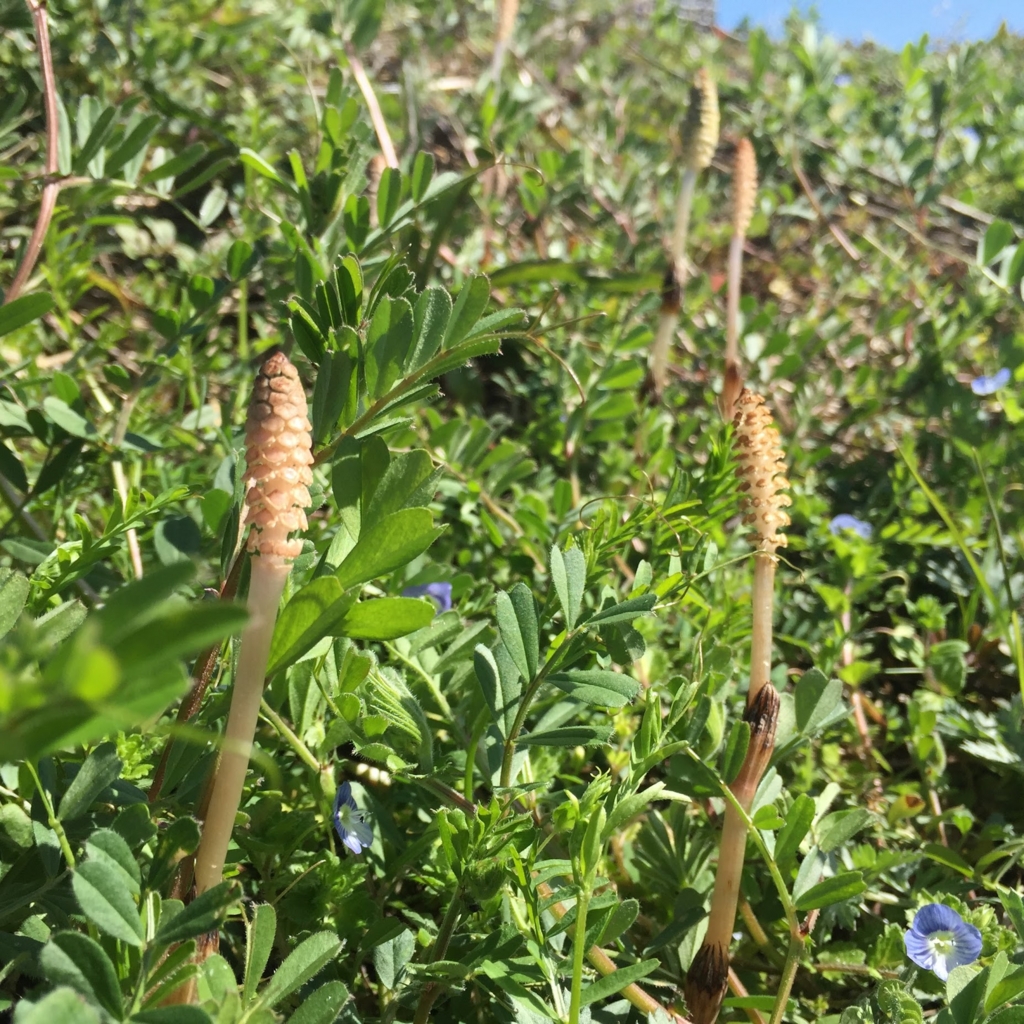 f:id:JunichiIto:20160523052636j:plain